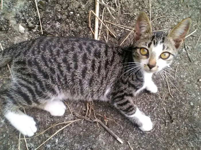 Gato ra a Vira Lata idade 2 a 6 meses nome Sem nome