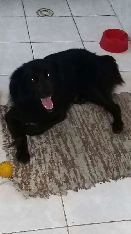 Cachorro ra a SRD idade 2 anos nome Peludo