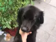 Peludo
