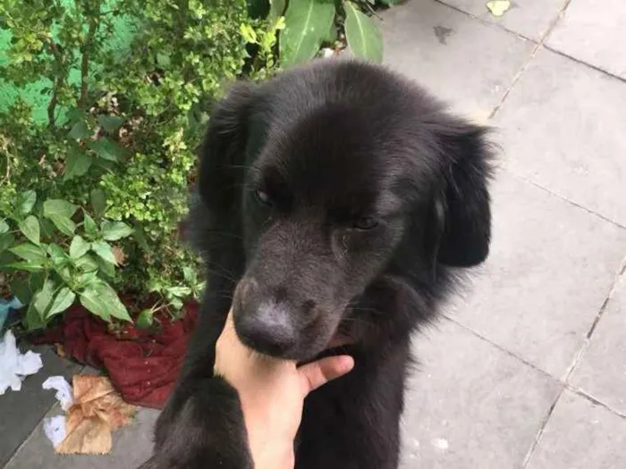 Cachorro ra a SRD idade 2 anos nome Peludo