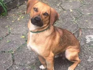 Cachorro raça SRD idade 1 ano nome Loky