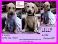 Lilly Bebezinha