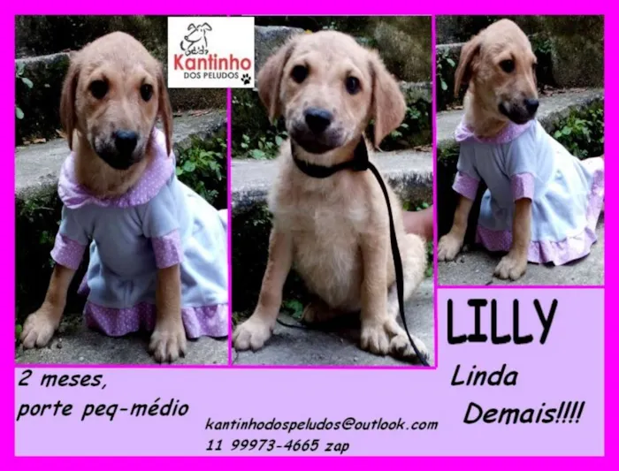 Cachorro ra a  idade 2 a 6 meses nome Lilly Bebezinha