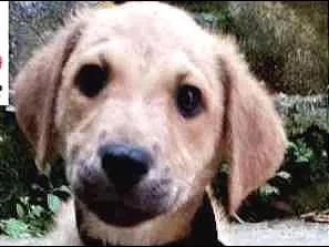 Cachorro ra a  idade 2 a 6 meses nome Lilly Bebezinha