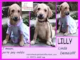Lilly Bebezinha