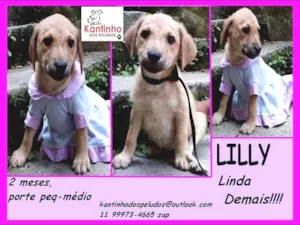 Cachorro raça  idade 2 a 6 meses nome Lilly Bebezinha
