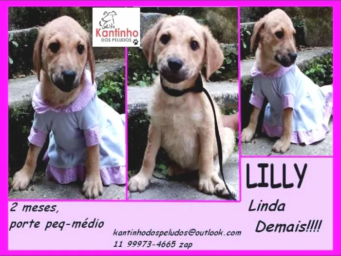 Cachorro ra a  idade 2 a 6 meses nome Lilly Bebezinha