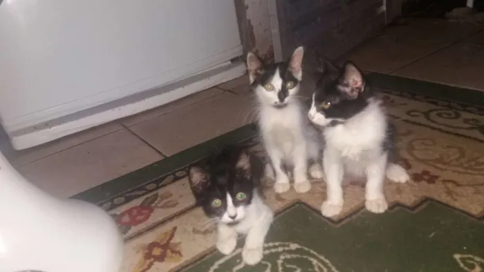 Gato ra a  idade 2 a 6 meses nome Gatos 