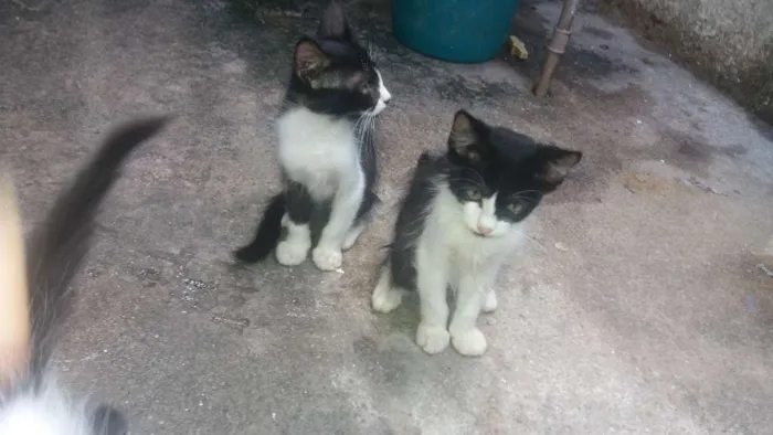 Gato ra a  idade 2 a 6 meses nome Gatos 