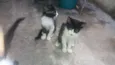 Gatos