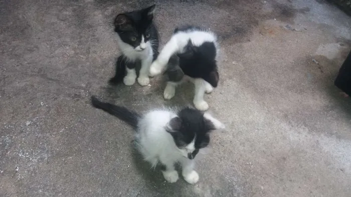 Gato ra a  idade 2 a 6 meses nome Gatos 