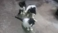 Gatos