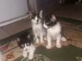 Gatos