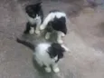 Gatos 