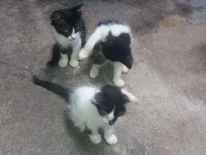 Gato ra a  idade 2 a 6 meses nome Gatos 