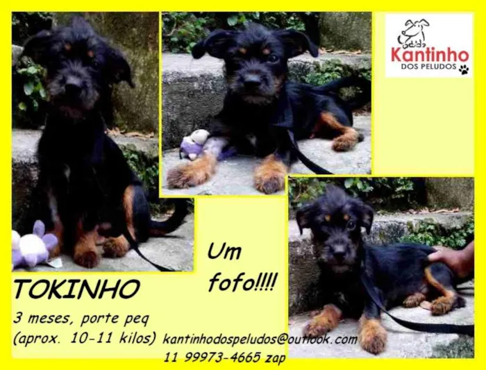 Cachorro ra a  idade 2 a 6 meses nome Tokinho Bebezinho