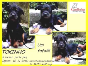 Cachorro raça  idade 2 a 6 meses nome Tokinho Bebezinho