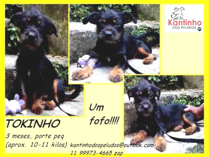 Cachorro ra a  idade 2 a 6 meses nome Tokinho Bebezinho
