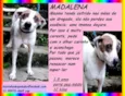 Madalena