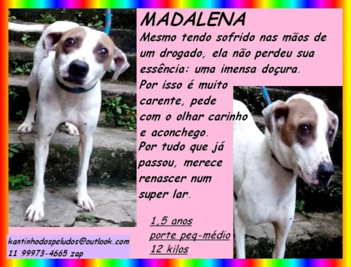Cachorro ra a  idade 1 ano nome Madalena