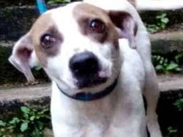 Cachorro ra a  idade 1 ano nome Madalena