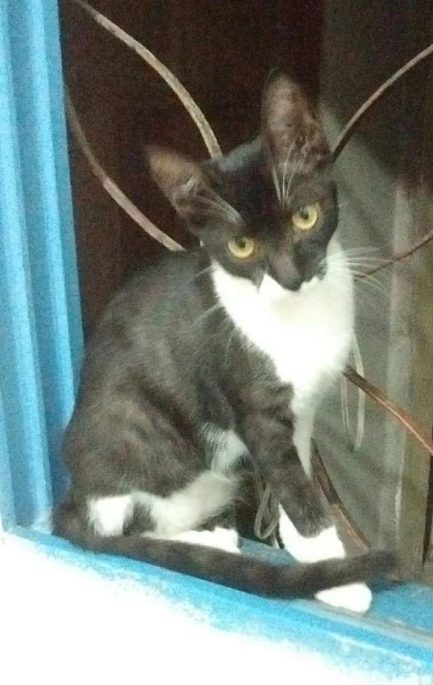Gato raça Nao sei idade 7 a 11 meses nome Pretinha e Andrezinh