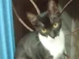 Pretinha e Andrezinh