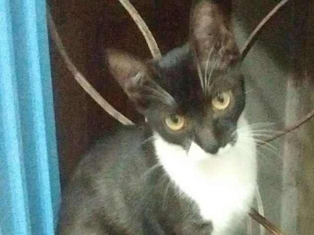 Gato raça Nao sei idade 7 a 11 meses nome Pretinha e Andrezinh