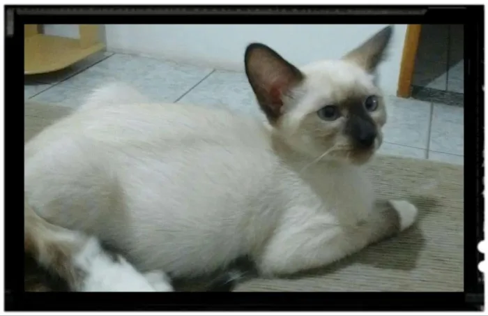 Gato raça Nao sei idade 7 a 11 meses nome Pretinha e Andrezinh