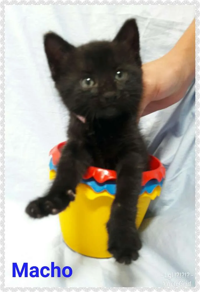 Gato ra a SEM RAÇA DEFINIDA.  idade Abaixo de 2 meses nome SEM NOME.
