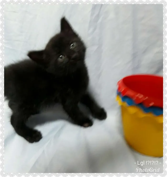 Gato ra a SEM RAÇA DEFINIDA.  idade Abaixo de 2 meses nome SEM NOME.