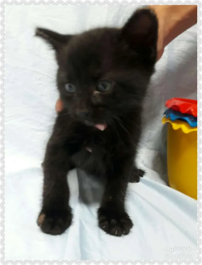 Gato ra a SEM RAÇA DEFINIDA.  idade Abaixo de 2 meses nome SEM NOME.