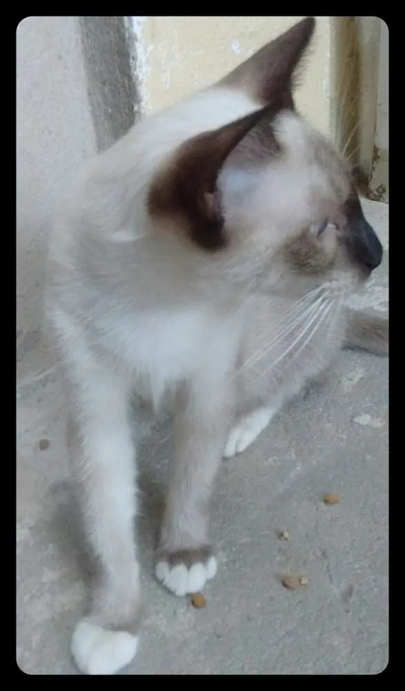 Gato raça Nao sei idade 7 a 11 meses nome Pretinha e Andrezinh