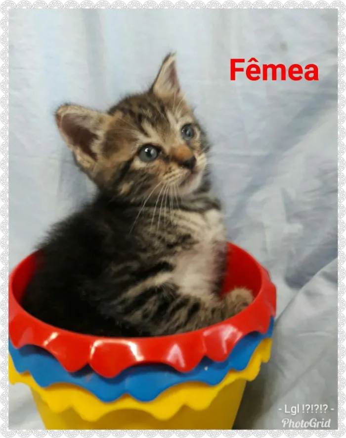 Gato ra a SEM RAÇA DEFINIDA.  idade Abaixo de 2 meses nome SEM NOME.