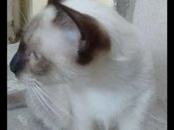 Gato raça Nao sei idade 7 a 11 meses nome Pretinha e Andrezinh