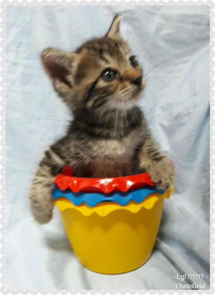 Gato ra a SEM RAÇA DEFINIDA.  idade Abaixo de 2 meses nome SEM NOME.