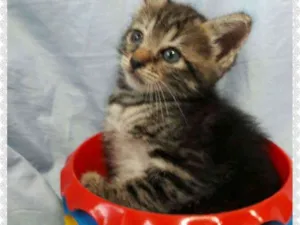 Gato raça SEM RAÇA DEFINIDA.  idade Abaixo de 2 meses nome SEM NOME.