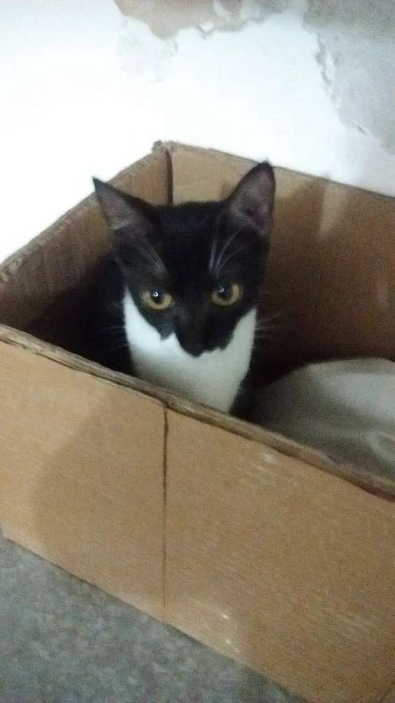 Gato raça Nao sei idade 7 a 11 meses nome Pretinha e Andrezinh
