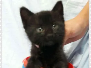 Gato raça SEM RAÇA DEFINIDA.  idade Abaixo de 2 meses nome SEM NOME.
