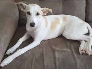 Cachorro raça SRD idade 7 a 11 meses nome Duda