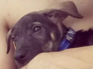 Cachorro raça Vira lata idade 2 a 6 meses nome Thor