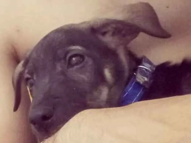 Cachorro ra a Vira lata idade 2 a 6 meses nome Thor