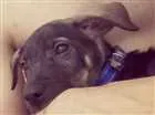 Cachorro raça Vira lata idade 2 a 6 meses nome Thor