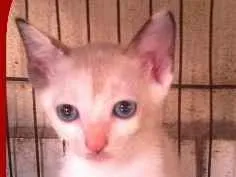 Gato raça Raças Misturadas idade 2 a 6 meses nome A Escolha do Dono