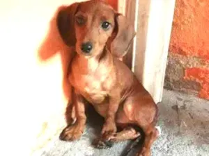 Cachorro raça SRD idade 2 a 6 meses nome Luna