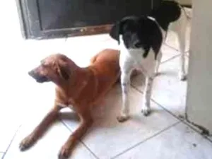 Cachorro raça Vira-Lata idade 1 ano nome Mel e Branquinha