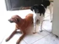 Cachorro raça Vira-Lata idade 1 ano nome Mel e Branquinha