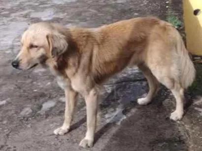Cachorro raça Não sei idade 1 ano nome Não sei