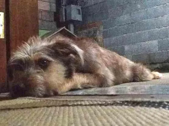 Cachorro ra a Não tem ou eu não sei idade 2 a 6 meses nome Back