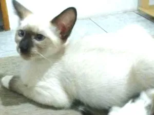 Gato raça Nao sei idade 7 a 11 meses nome Pretinha e Andrezinh